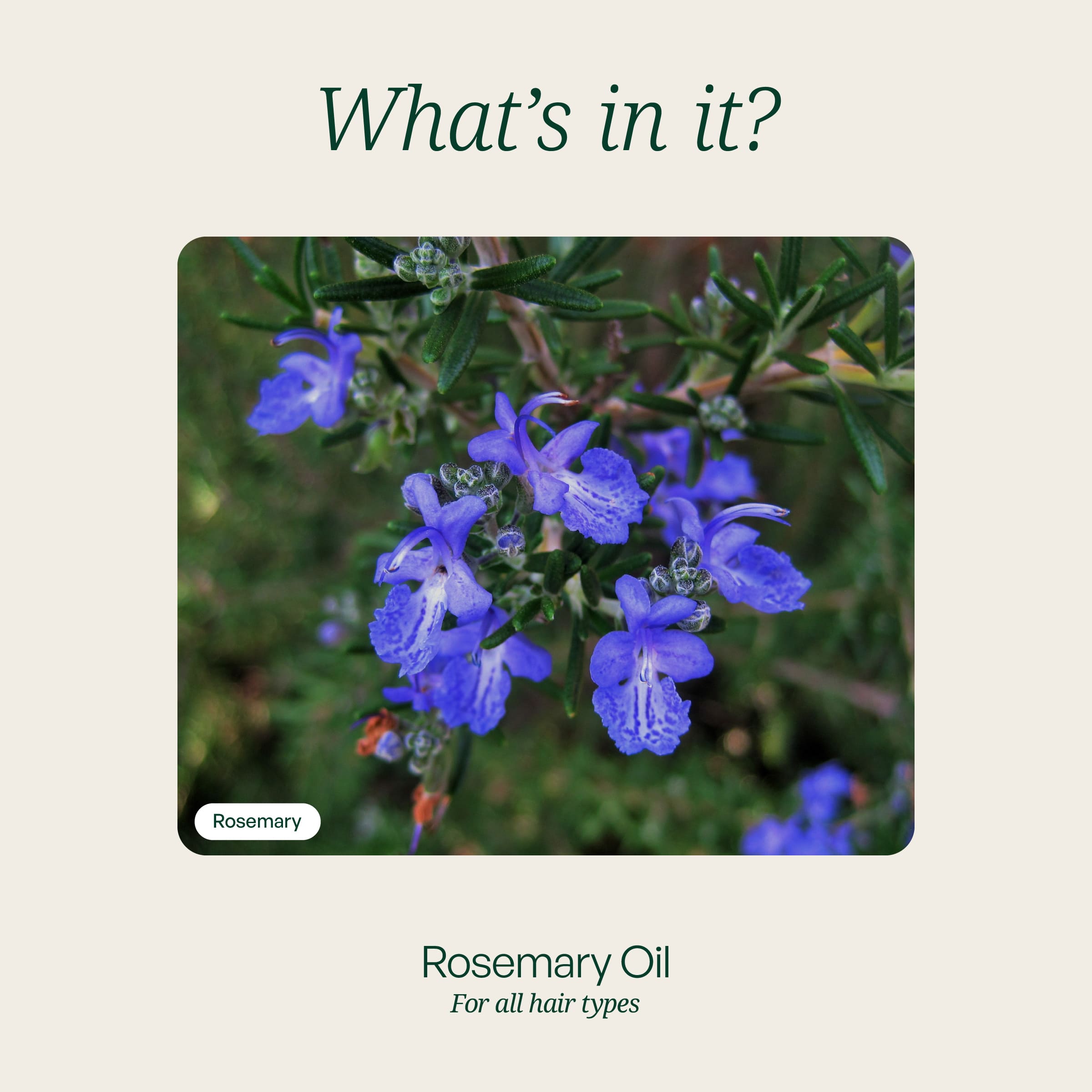 Rosemary Pure Essence Oil